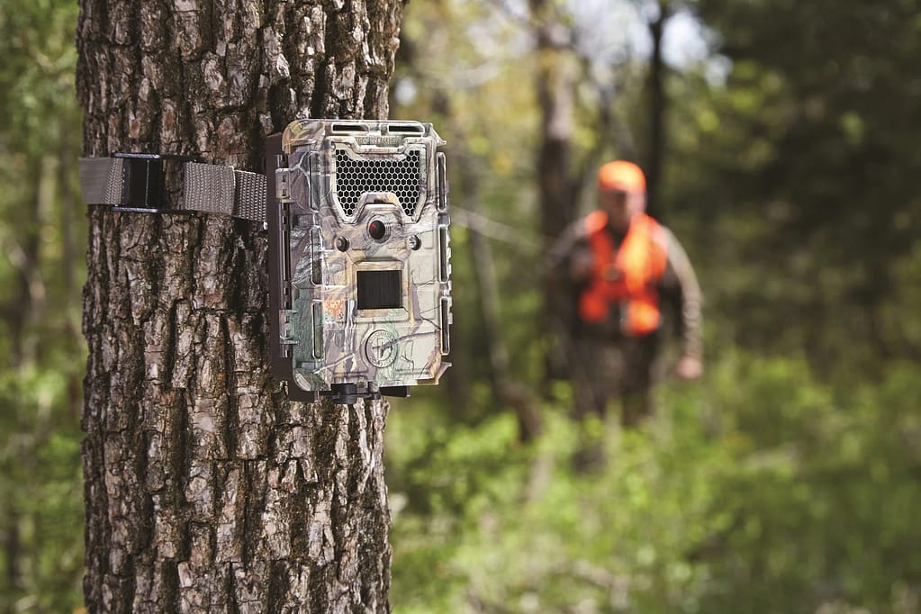Trees are an ideal place to hide trail