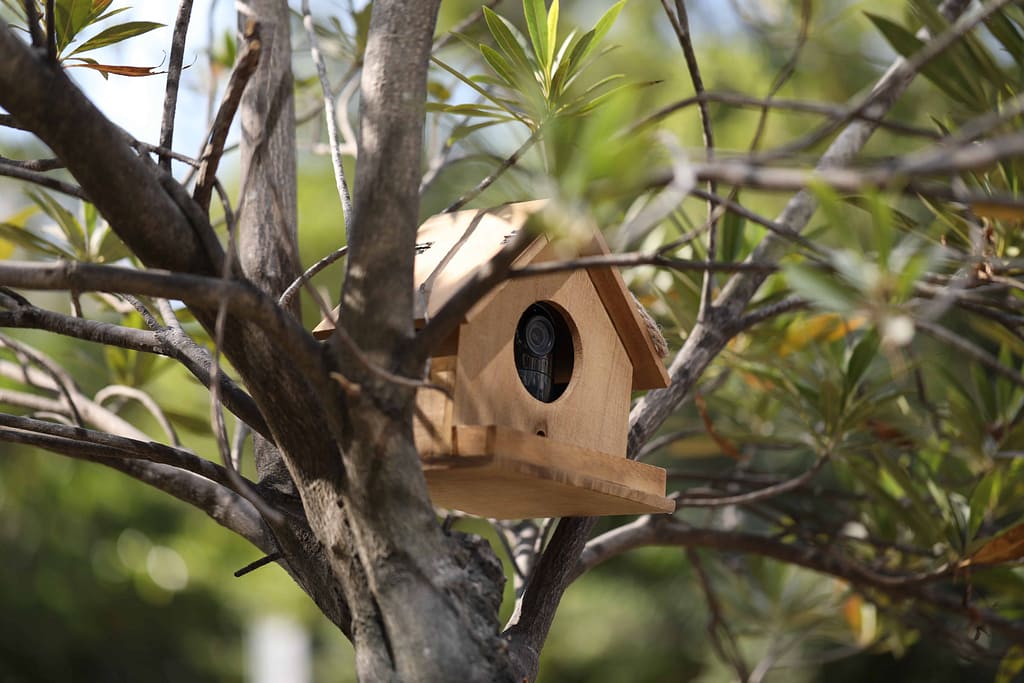 Hiding a trail cam in a bird box is an excellent way to secure your home