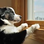 pet immune motion detector