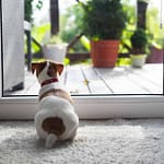 pet friendly security systems