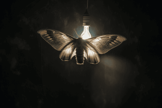 bugs attracted to security cameras