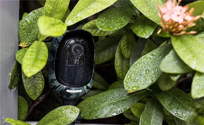 Vegetation around your home is excellent to hide a trail cam that is camouflaged 