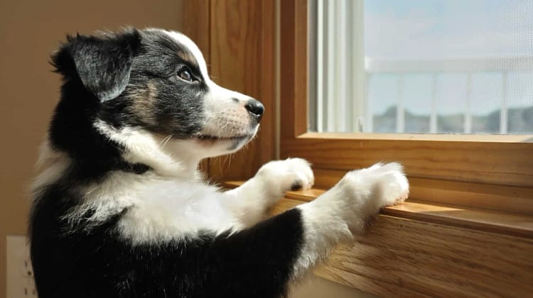pet immune motion detector