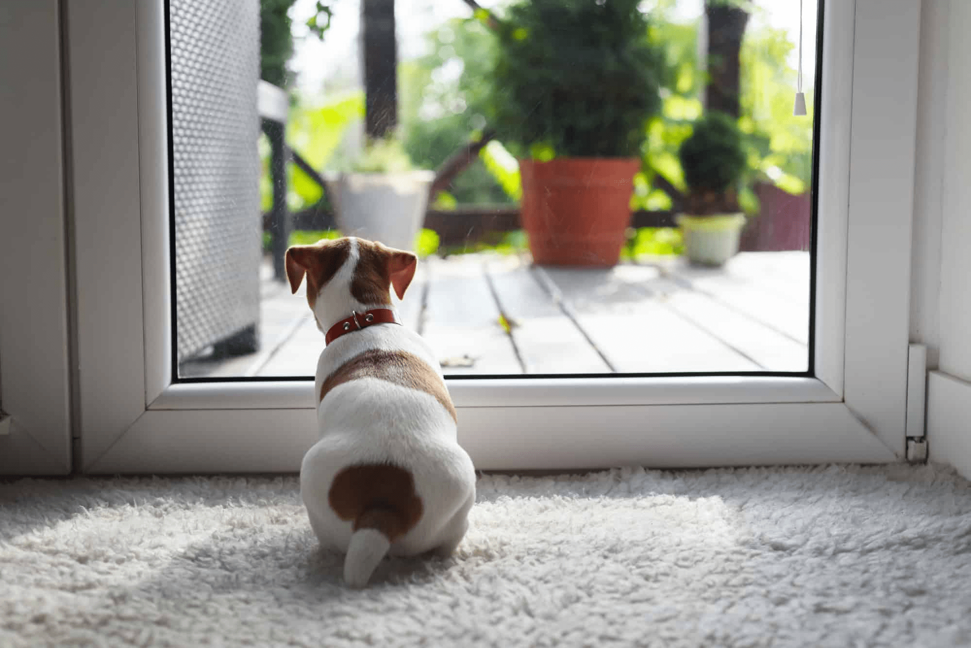 A family's dog waiting at the door